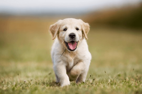 Puppy 1