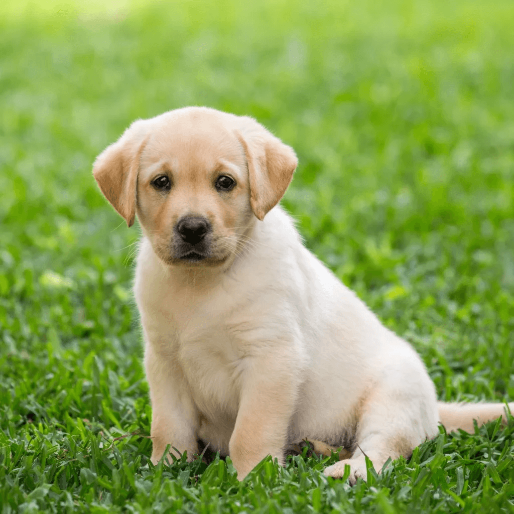 Puppy 2