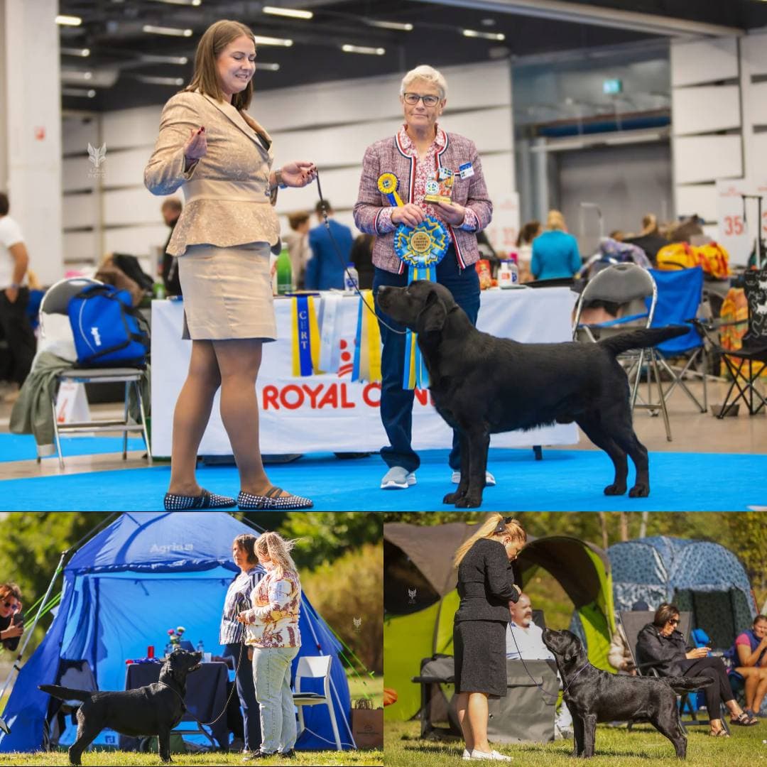 euro dog show 2026